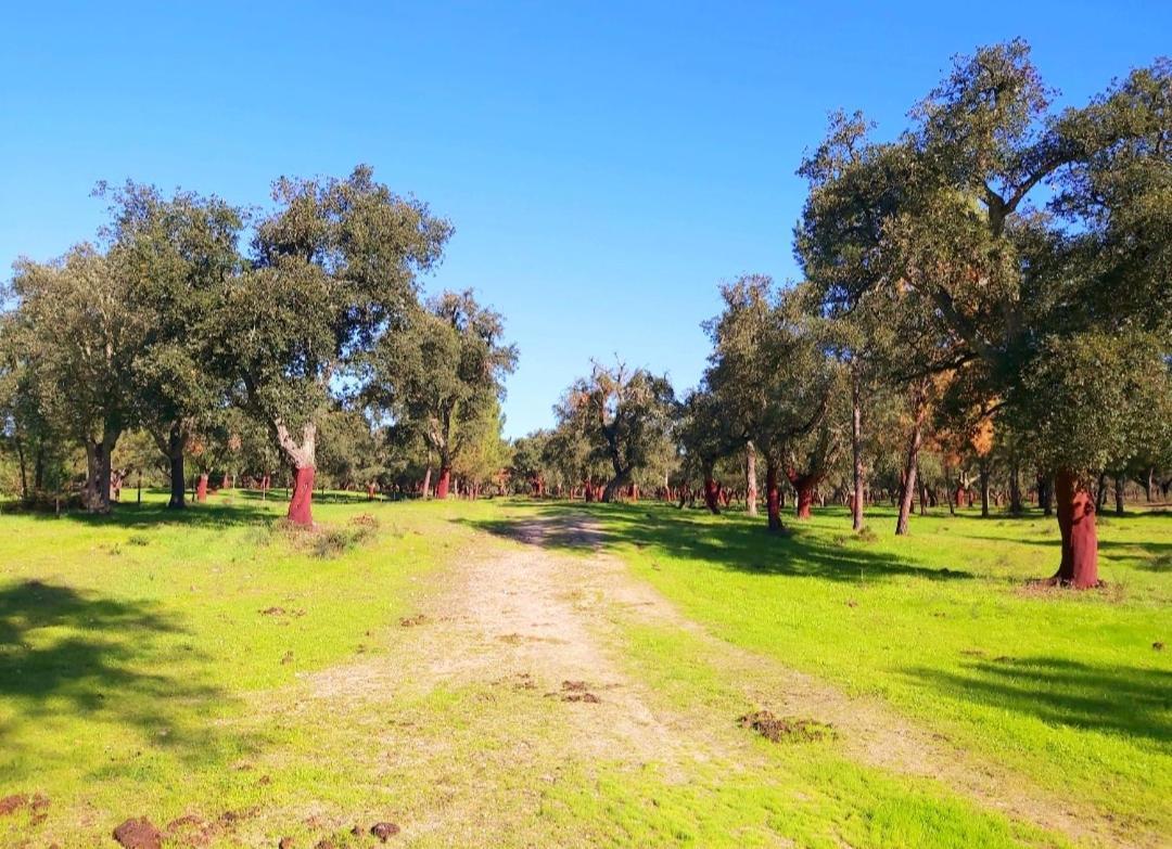 Casas Herdade Do Convento Da Serra Almeirim Extérieur photo